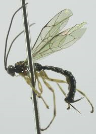 Plysphincta gutfreundi