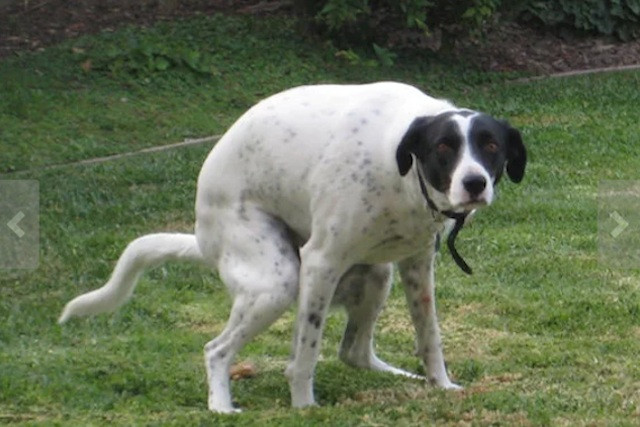 Perro haciendo popo